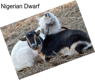 Nigerian Dwarf