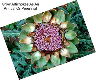 Grow Artichokes As An Annual Or Perennial