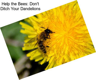 Help the Bees: Don\'t Ditch Your Dandelions