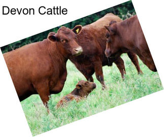 Devon Cattle