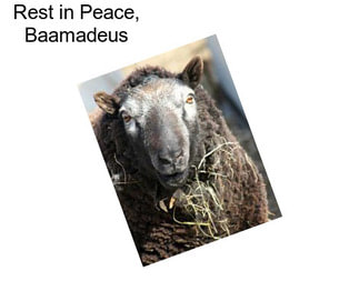 Rest in Peace, Baamadeus