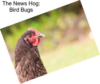 The News Hog: Bird Bugs