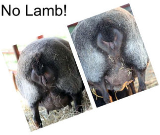 No Lamb!