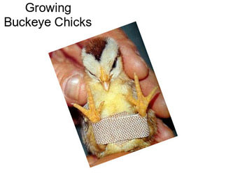 Growing Buckeye Chicks