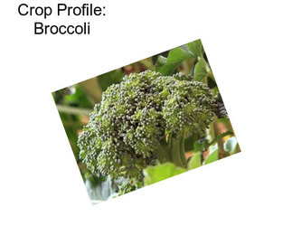 Crop Profile: Broccoli