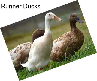 Runner Ducks