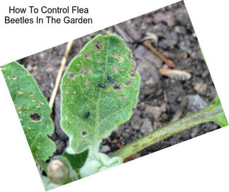 How To Control Flea Beetles In The Garden