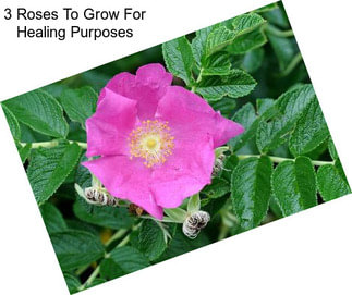 3 Roses To Grow For Healing Purposes