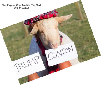 This Psychic Goat Predicts The Next U.S. President