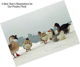 4 New Year\'s Resolutions for Our Poultry Flock