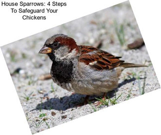 House Sparrows: 4 Steps To Safeguard Your Chickens