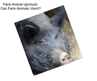 Farm Animal Upchuck: Can Farm Animals Vomit?