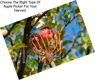 Choose The Right Type Of Apple Picker For Your Harvest