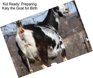 Kid Ready: Preparing Katy the Goat for Birth