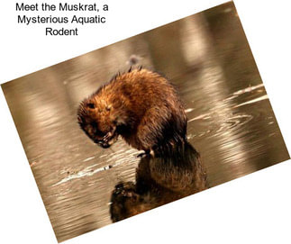 Meet the Muskrat, a Mysterious Aquatic Rodent