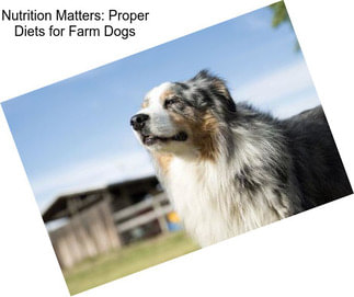 Nutrition Matters: Proper Diets for Farm Dogs