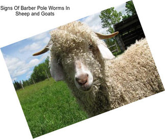 Signs Of Barber Pole Worms In Sheep and Goats