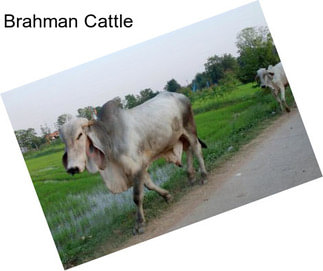 Brahman Cattle