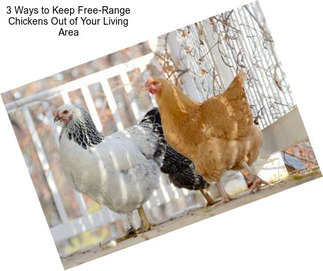 3 Ways to Keep Free-Range Chickens Out of Your Living Area