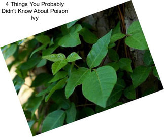 4 Things You Probably Didn\'t Know About Poison Ivy