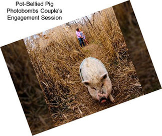 Pot-Bellied Pig Photobombs Couple\'s Engagement Session