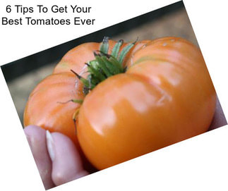 6 Tips To Get Your Best Tomatoes Ever