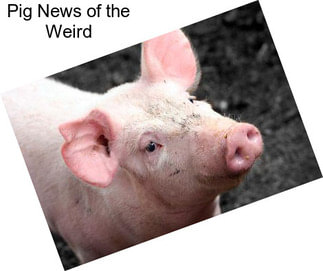 Pig News of the Weird