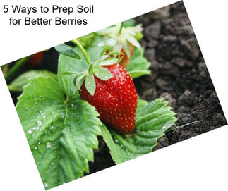 5 Ways to Prep Soil for Better Berries