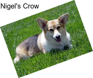 Nigel\'s Crow