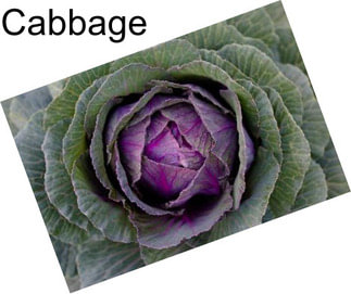 Cabbage