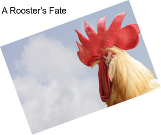 A Rooster\'s Fate