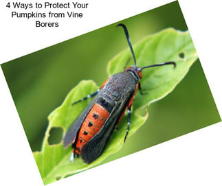 4 Ways to Protect Your Pumpkins from Vine Borers