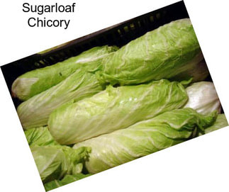 Sugarloaf Chicory