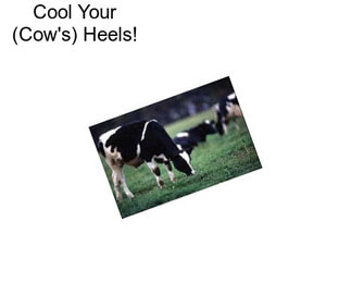 Cool Your (Cow\'s) Heels!