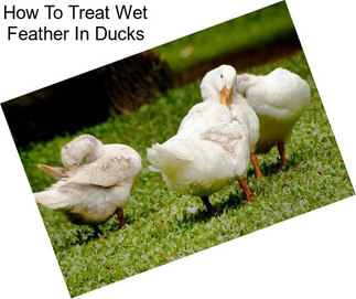 How To Treat Wet Feather In Ducks