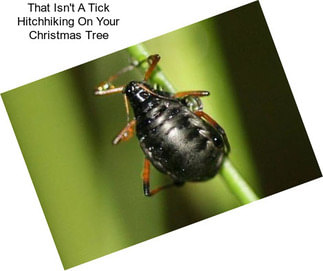 That Isn\'t A Tick Hitchhiking On Your Christmas Tree