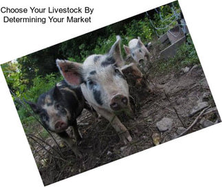 Choose Your Livestock By Determining Your Market