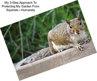 My 3-Step Approach To Protecting My Garden From Squirrels—Humanely