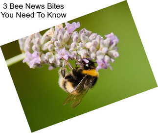 3 Bee News Bites You Need To Know