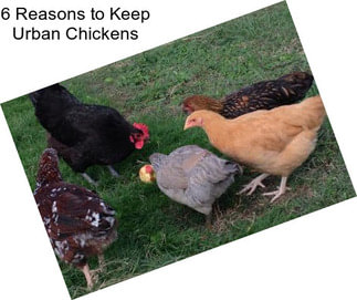 6 Reasons to Keep Urban Chickens