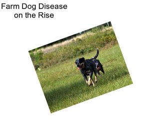 Farm Dog Disease on the Rise