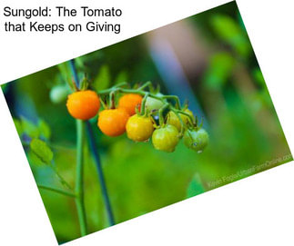 Sungold: The Tomato that Keeps on Giving