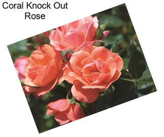 Coral Knock Out Rose