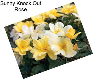 Sunny Knock Out Rose