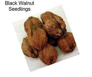 Black Walnut Seedlings