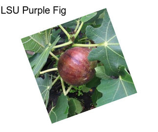 LSU Purple Fig