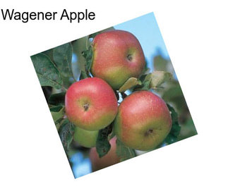 Wagener Apple