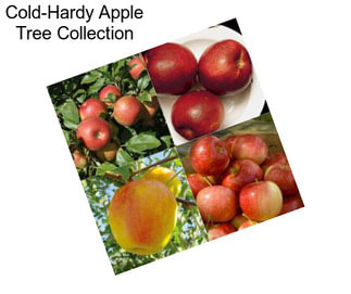 Cold-Hardy Apple Tree Collection
