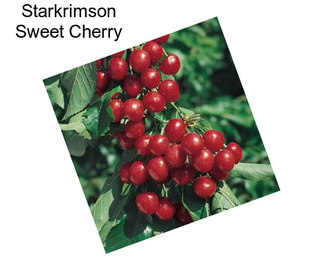 Starkrimson Sweet Cherry