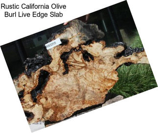 Rustic California Olive Burl Live Edge Slab